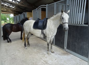 Lipizzano, Giumenta, 9 Anni, 154 cm, Grigio trotinato