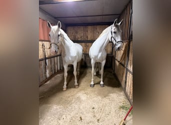 Lipizzano, Giumenta, 9 Anni, 168 cm, Bianco