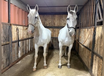 Lipizzano, Giumenta, 9 Anni, 168 cm, Bianco