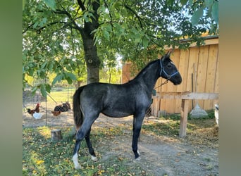 Lipizzano, Giumenta, Puledri (04/2025), 140 cm, Grigio