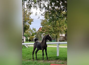 Lipizzano, Giumenta, Puledri (04/2024), 145 cm, Grigio rossastro