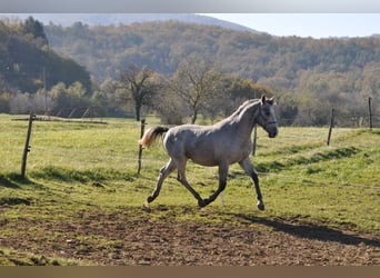 Lipizzano, Stallone, 1 Anno, 153 cm, Grigio