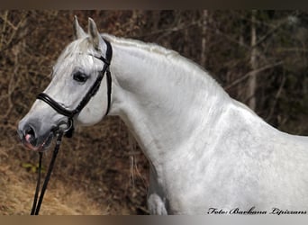 Lipizzano, Stallone, 1 Anno, 156 cm, Grigio