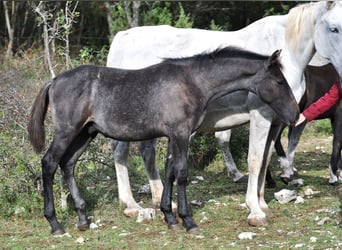 Lipizzano, Stallone, 1 Anno, 160 cm, Grigio