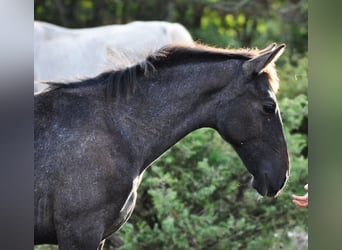 Lipizzano, Stallone, 1 Anno, 160 cm, Grigio