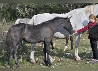 Lipizzano, Stallone, 1 Anno, 160 cm, Grigio
