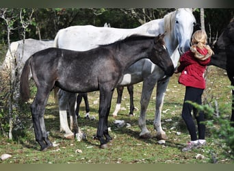 Lipizzano, Stallone, 1 Anno, 160 cm, Grigio