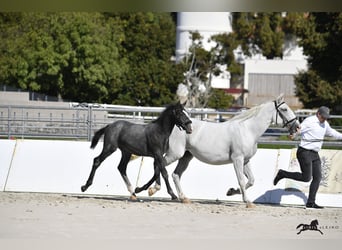 Lipizzano, Stallone, 1 Anno, 160 cm, Grigio