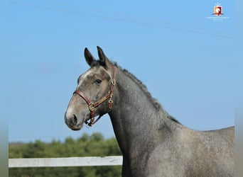 Lipizzano, Stallone, 1 Anno, 163 cm, Grigio
