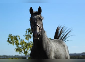 Lipizzano, Stallone, 1 Anno, 163 cm, Grigio