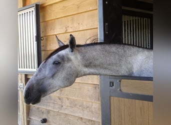 Lipizzano, Stallone, 2 Anni, 150 cm, Grigio ferro