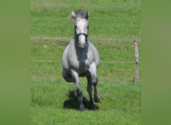 Lipizzano, Stallone, 3 Anni, 153 cm, Grigio