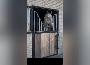 Lipizzano, Stallone, 4 Anni, 159 cm, Bianco