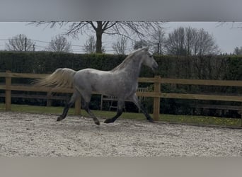 Lipizzano, Stallone, 4 Anni, 159 cm, Bianco