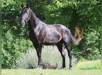Lipizzano, Stallone, 4 Anni, 160 cm, Morello