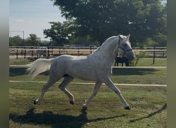 Lipizzano, Stallone, 5 Anni, 147 cm, Grigio