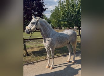 Lipizzano, Stallone, 5 Anni, 147 cm, Grigio