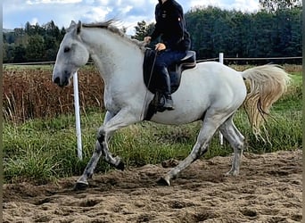 Lipizzano, Stallone, 7 Anni, 160 cm, Grigio trotinato