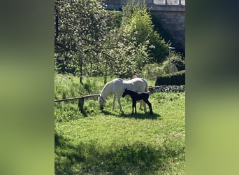 Lipizzano, Stallone, Puledri
 (01/2024), 156 cm, Grigio