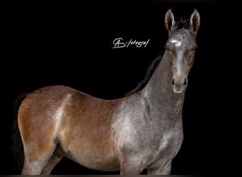 Lipizzano, Stallone, Puledri
 (04/2023), 156 cm, Grigio pezzato