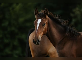 Lipizzano, Stallone, Puledri (04/2026), 160 cm, Baio