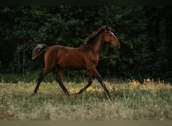 Lipizzano, Stallone, Puledri (04/2026), 160 cm, Baio