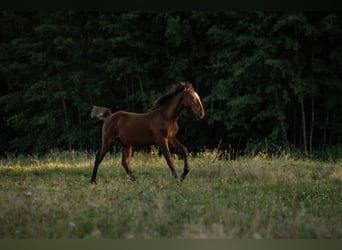 Lipizzano, Stallone, Puledri (04/2026), 160 cm, Baio