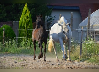 Lipizzano, Stallone, Puledri
 (04/2024), 160 cm, Grigio