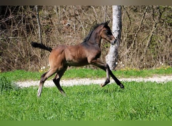 Lipizzano, Stallone, Puledri
 (03/2024), 160 cm, Grigio