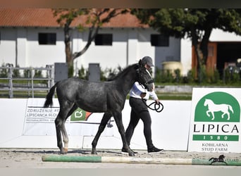 Lipizzano, Stallone, Puledri (04/2025), 160 cm, Grigio