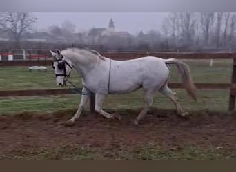 Lipizzanos, Caballo castrado, 10 años, 157 cm