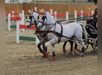 Lipizzanos, Caballo castrado, 10 años, 157 cm, Tordo