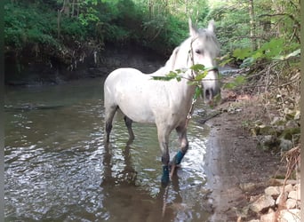 Lipizzanos, Caballo castrado, 10 años, 160 cm, Tordo