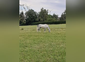 Lipizzanos, Caballo castrado, 10 años, 160 cm, Tordo