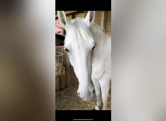 Lipizzanos, Caballo castrado, 11 años, 160 cm