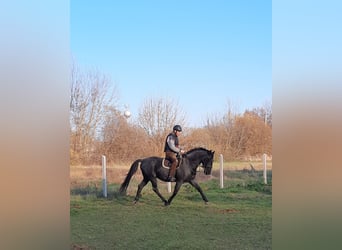 Lipizzanos, Caballo castrado, 11 años, 160 cm, Ruano azulado