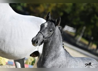 Lipizzanos, Caballo castrado, 11 años, 160 cm, Tordo