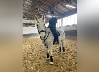 Lipizzanos, Caballo castrado, 11 años, 164 cm