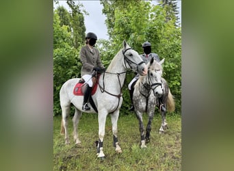 Lipizzanos, Caballo castrado, 11 años, 164 cm, Tordo picazo