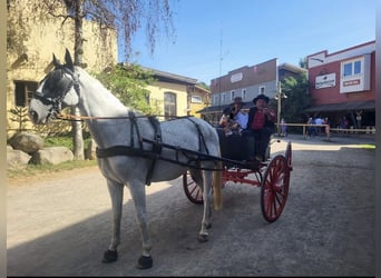 Lipizzanos, Caballo castrado, 11 años, 164 cm, Tordo picazo