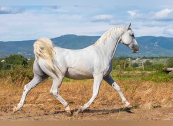 Lipizzanos, Caballo castrado, 12 años, 160 cm