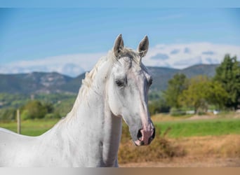 Lipizzanos, Caballo castrado, 12 años, 160 cm, White/Blanco