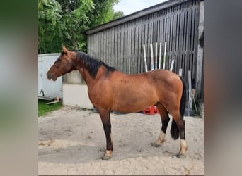 Lipizzanos, Caballo castrado, 13 años, 152 cm, Castaño