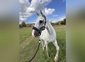 Lipizzanos, Caballo castrado, 13 años, 155 cm, Tordo