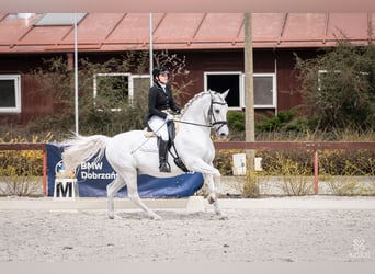 Lipizzanos, Caballo castrado, 13 años, 161 cm, Tordo