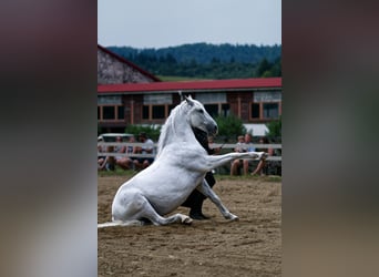 Lipizzanos, Caballo castrado, 13 años, 161 cm, Tordo