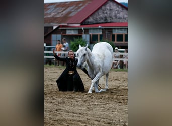 Lipizzanos, Caballo castrado, 13 años, 161 cm, Tordo