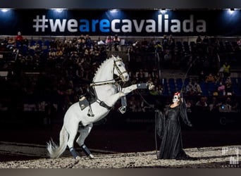 Lipizzanos, Caballo castrado, 13 años, 161 cm, Tordo