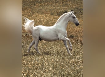 Lipizzanos, Caballo castrado, 14 años, 153 cm, Tordo