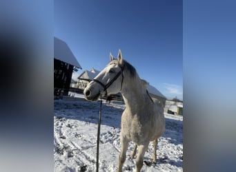Lipizzanos, Caballo castrado, 14 años, 162 cm, Tordo